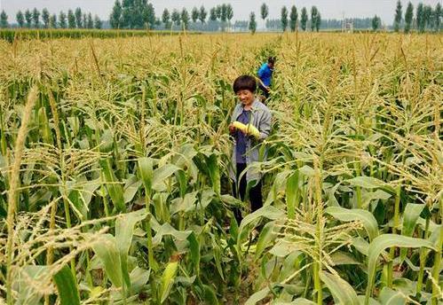 三部委：將水稻、玉米、小麥三大糧食作物制種納入中央財(cái)政農(nóng)業(yè)保險(xiǎn)保險(xiǎn)費(fèi)補(bǔ)貼目錄