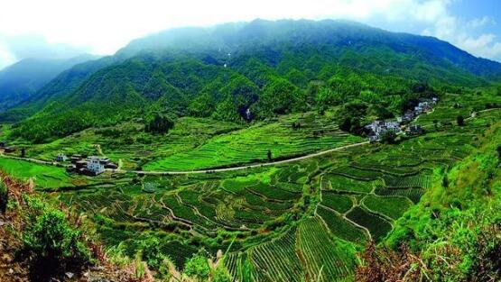 咸寧重振雄風(fēng)推進(jìn)茶文旅融合，做深做優(yōu)做強(qiáng)茶產(chǎn)業(yè)